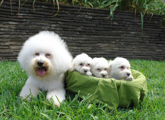 elmer, zook, z, dog. breeder, bichons, ephrata, pa, pennsylvania, elmer-zook, dog-breeder, puppy, dog, kennels, mill, puppymill, usda