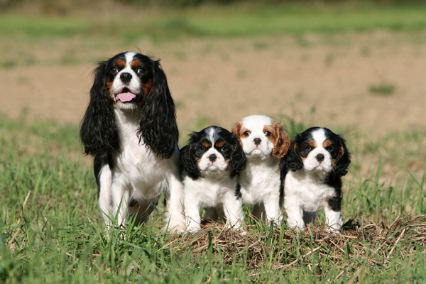 elmer, zook, z, dog. breeder, litter, ephrata, pa, pennsylvania, elmer-zook, dog-breeder, puppy, dog, kennels, mill, puppymill, usda